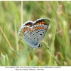 aricia agestis male1